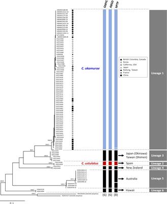 Deep genetic divergences and geographic distribution of the red algal genus Caulacanthus (Gigartinales)